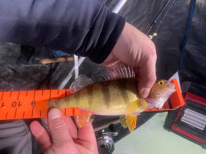 12" Fish Stick - High visibility, floating panfish measuring stick.